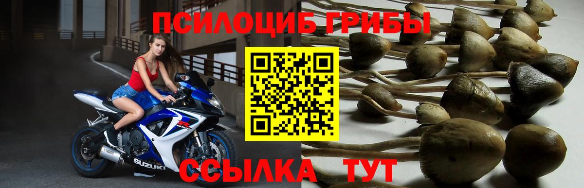 Галлюциногенные грибы Psilocybe Канск